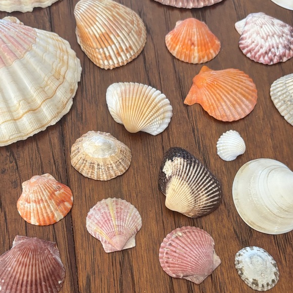 Assorted Seashell Collection - Picture 3 of 5